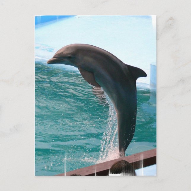 Jumping Dolphin Postcard Vykort (Framsida)