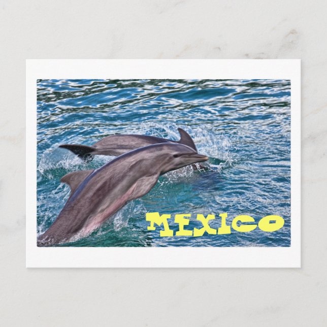 Jumping Dolphins Mexico Vykort (Framsida)