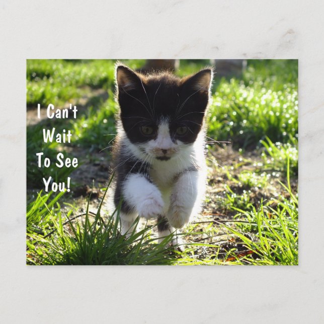 Jumping for Joy Kitten PostCard *Anpassa* Vykort (Framsida)