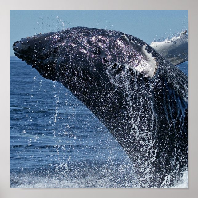 Jumping Humpback Whale Poster (Framsidan)