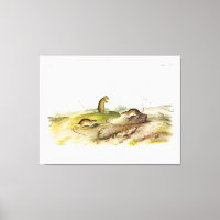 Jumping Mouse, eller Meadow Jumping Mouse, av Audu