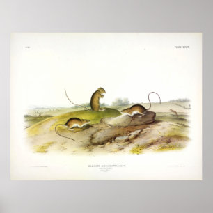 Jumping Mouse, eller Meadow Jumping Mouse, av Audu Poster