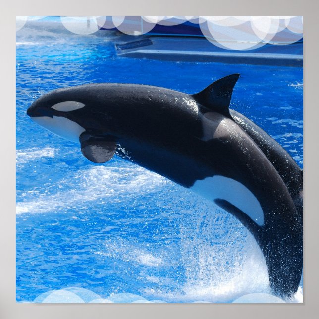 Jumping Orca Whale Poster (Framsidan)