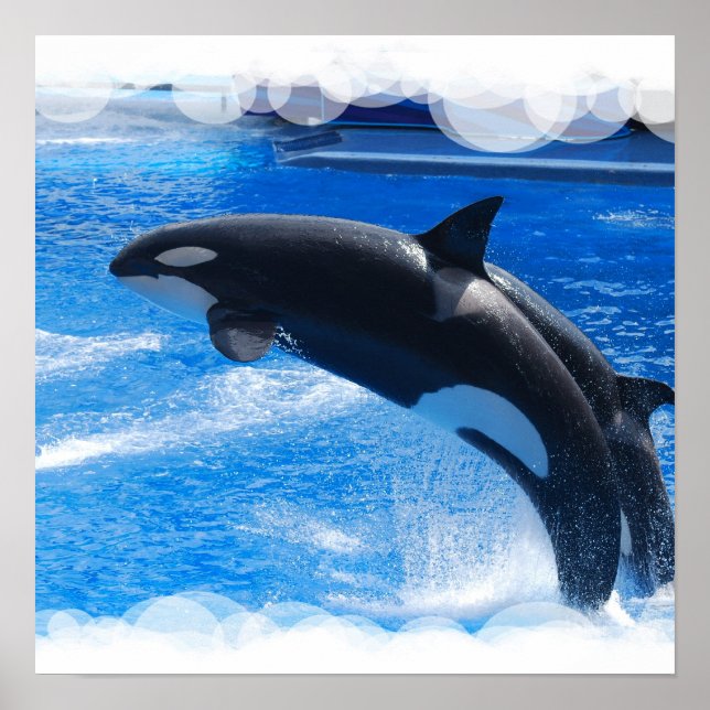 Jumping Orca Whale Poster (Framsidan)