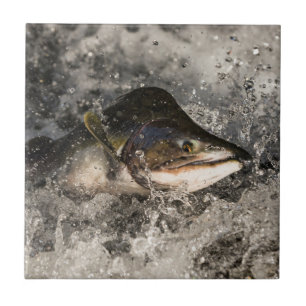 Jumping Salmon Kakelplatta