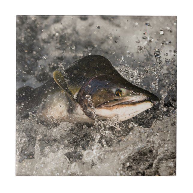 Jumping Salmon Kakelplatta (Framsidan)