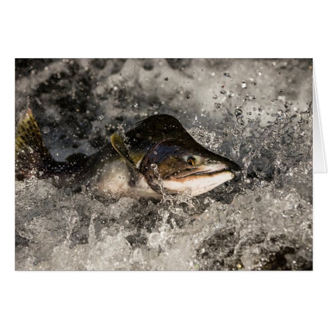 Jumping Salmon OBS Kort (Framsidan Horizontal)