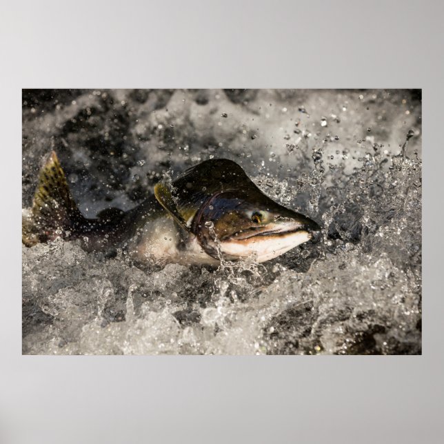 Jumping Salmon Poster (Framsidan)