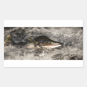 Jumping Salmon Rektangulärt Klistermärke