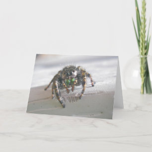 Jumping Spider-anteckningskort (Phiddipus audax) Kort