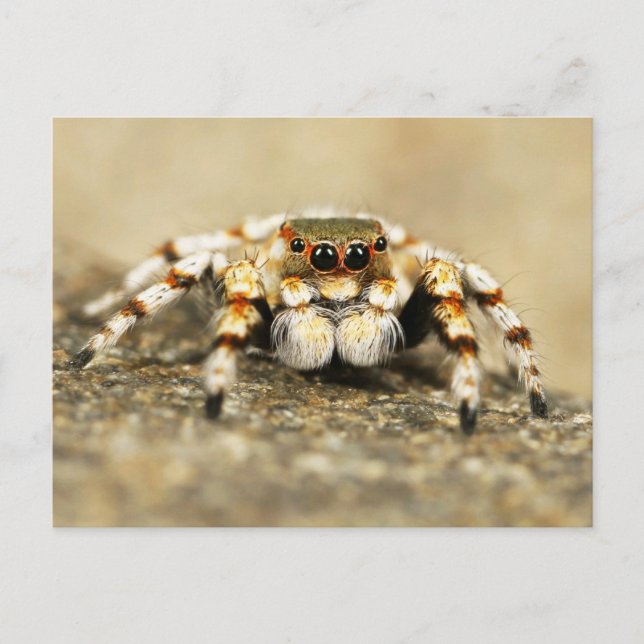 Jumping Spider Close-up-vykort Vykort (Framsida)