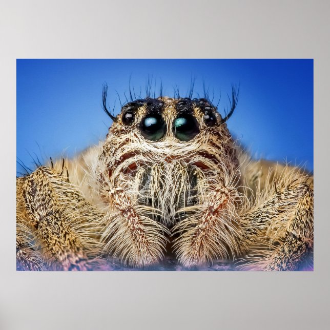 Jumping spider poster (Framsidan)