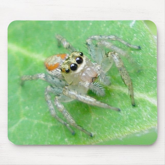 Jumping Spider Salticid Mousepad Musmatta (Framsidan)