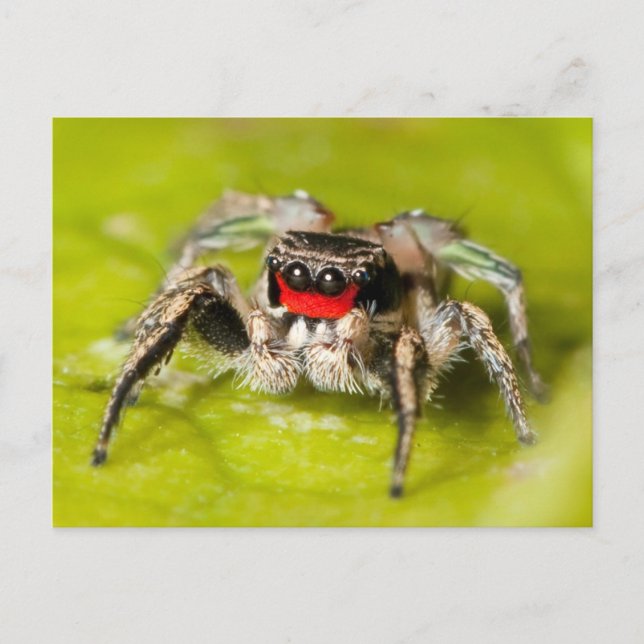 Jumping Spider Vykort (Framsida)