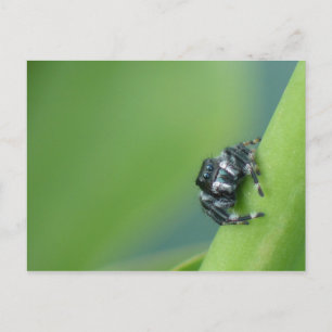 Jumping Spider-vykort Vykort