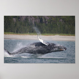 Jumping Whale Photograph Poster