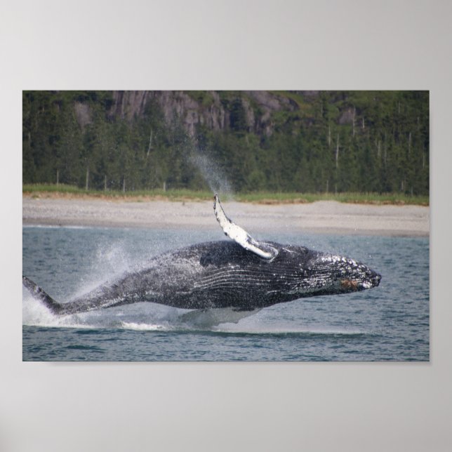 Jumping Whale Photograph Poster (Framsidan)