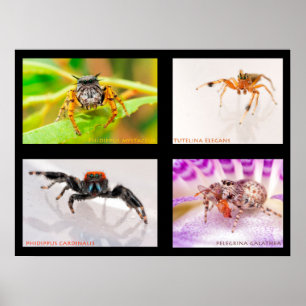 Jumpning Spider-uppsättning Poster