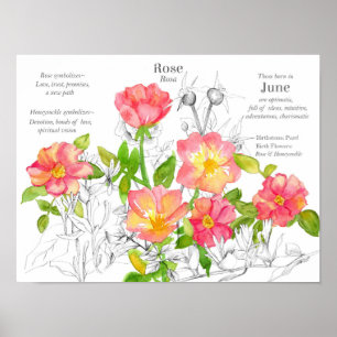 Jun Birthday Vild Ro Honeysuckle Flowers Poster