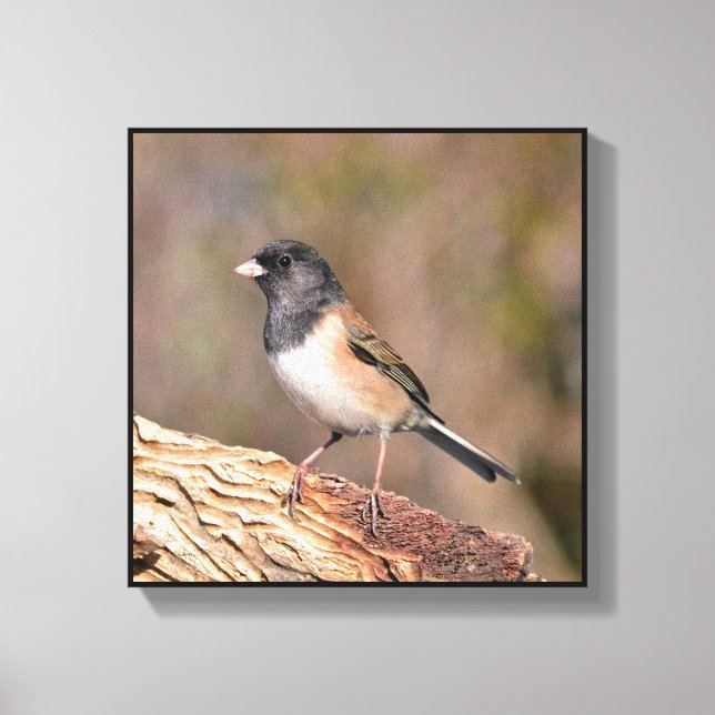Junco Canvastryck (Framsida)