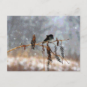 Junco i snön vykort