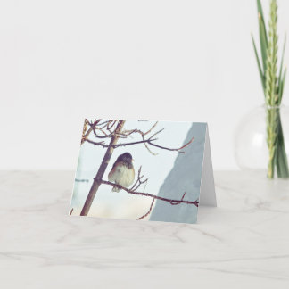 Junco in Montana Winter - 4" x 5.6" Notecard Helgkort