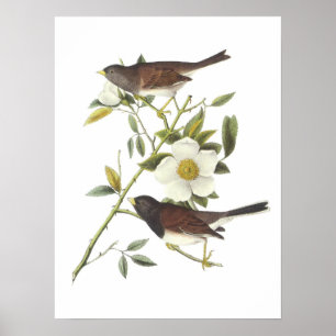 Junco med mörk av Audubon Poster
