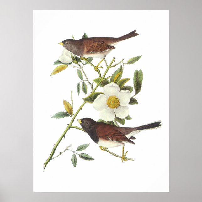 Junco med mörk av Audubon Poster (Framsidan)