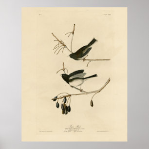 Junco med mörk - från Audubon's Birds of America Poster