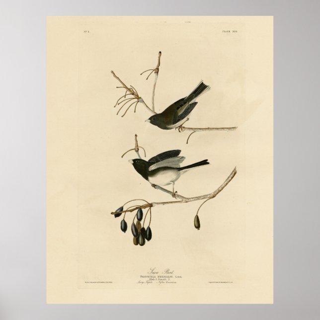 Junco med mörk - från Audubon's Birds of America Poster (Framsidan)