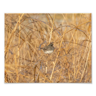 Junco On Isig Grass Fototryck