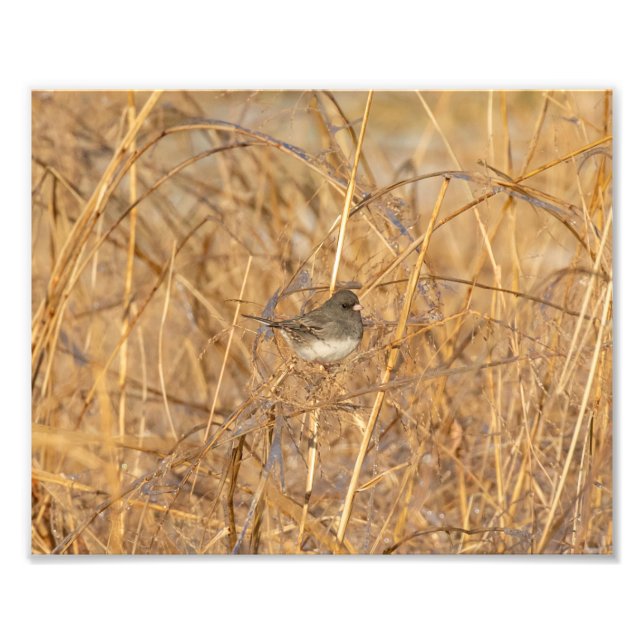Junco On Isig Grass Fototryck (Framsidan)