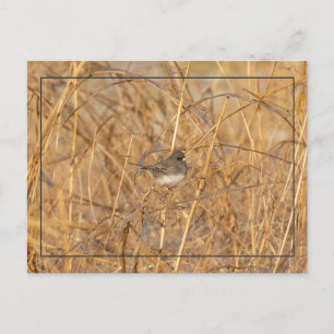 Junco On Isig Grass Vykort