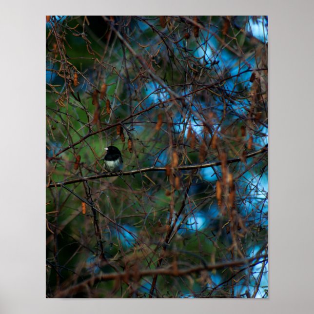 Junco Poster (Framsidan)