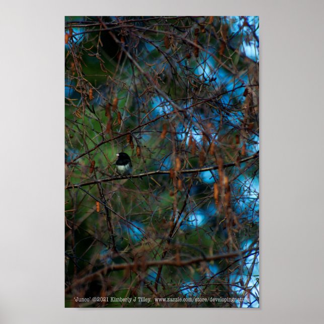 Junco Poster (Framsidan)