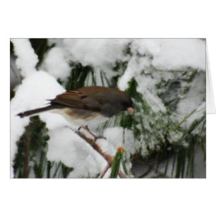 Junco Songbird Painting Hälsningskort