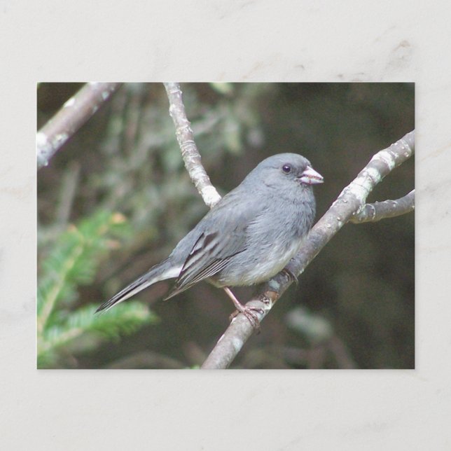 Junco Vykort (Framsida)