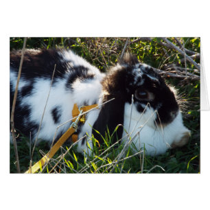 June Bunny OBS Kort