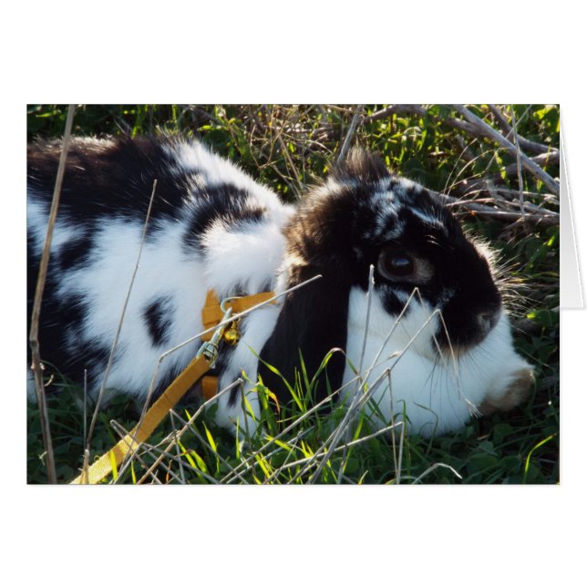 June Bunny OBS Kort (Framsidan Horizontal)