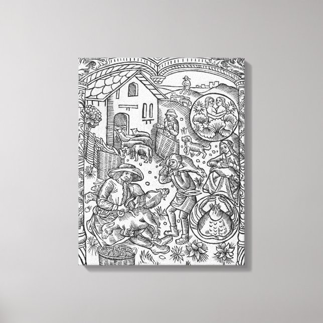 June, fårshearing, Gemini Canvastryck (Framsida)