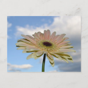 June Gerbera Flower i Himlar Vykort