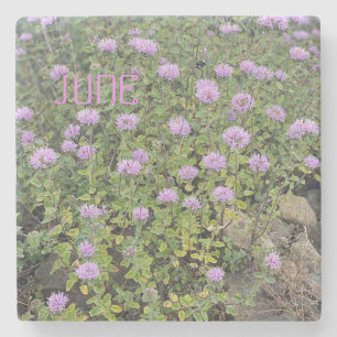 June Mint Stenunderlägg