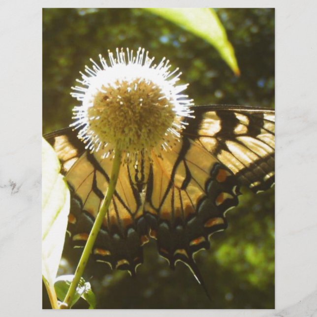 June Monarch Flyer (Framsidan)