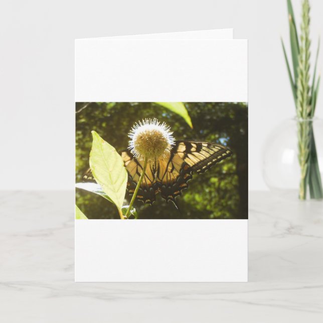 June Monarch-hälsningskort Kort (Framsida)