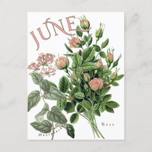 June Month Flowers Honeysuckle Ro Finare Vykort