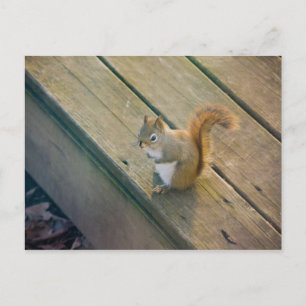 Junges rotes Eichhörnchen / young red red squirrel Vykort