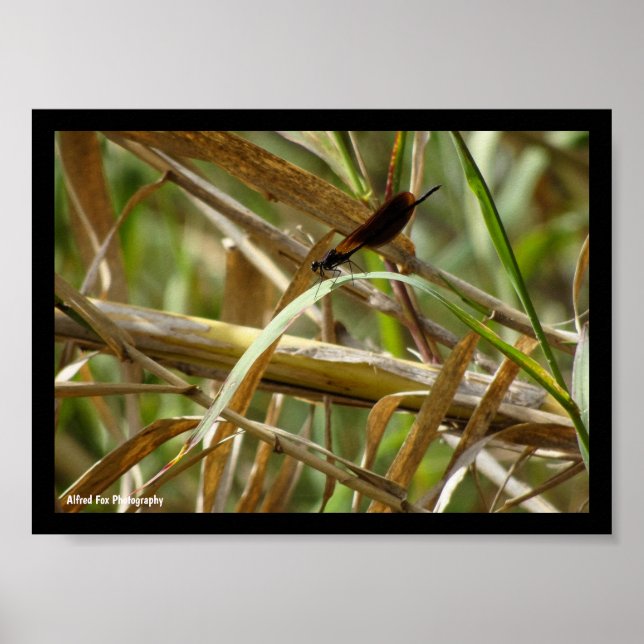 Jungfrufluga bland bambu poster (Framsidan)