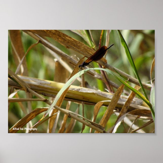 Jungfrufluga bland bambu poster (Framsidan)