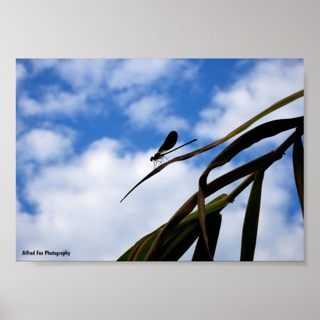Jungfrujungfru i blå himmel poster (Framsidan)