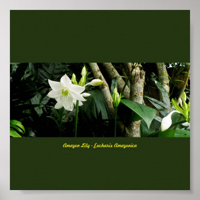 Jungle Amazon Lily - Eucharis Amazonica Poster (Framsidan)